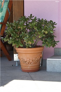148e7c7a-IMG_7579 crassula.jpg